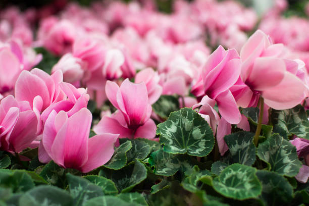 istock Beautiful pink fluffy flower cyclamens. 1211651205