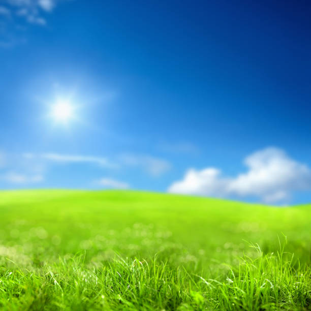 istock freshness of green grass landscape 1211651472