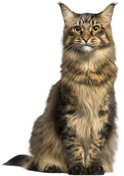 istock cat with long brown wavy hair sitting on a white background 1211652129