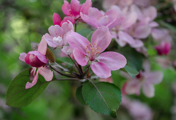 istock fruit tree flowers with pink petals, flowering fruit tree branch 1211652452
