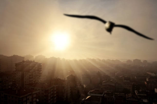 environmental damage of air pollution concept. smoky cityscape and flying bird over sunset