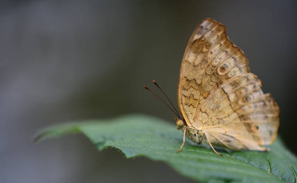 istock A brown tropical butterfly with brown spots sits on a leaf against a green background 1211652687