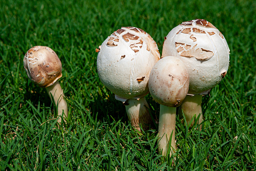 Green-spored Lepiota mushrooms growing in grass in the sunlight - Chlorophyllum molybdites