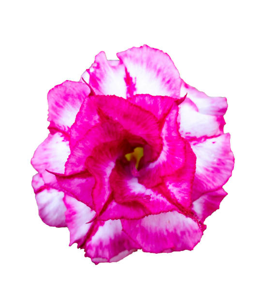 istock Azalea blooming flowers On  white background 1211654634
