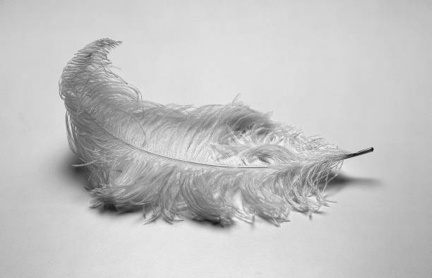 ostrich feather - ostrich bird wind fluffy imagens e fotografias de stock