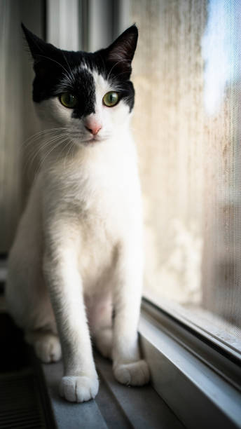 istock Domestic life cat 1211655978