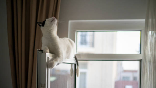 istock Domestic life cat sit on the window 1211656005