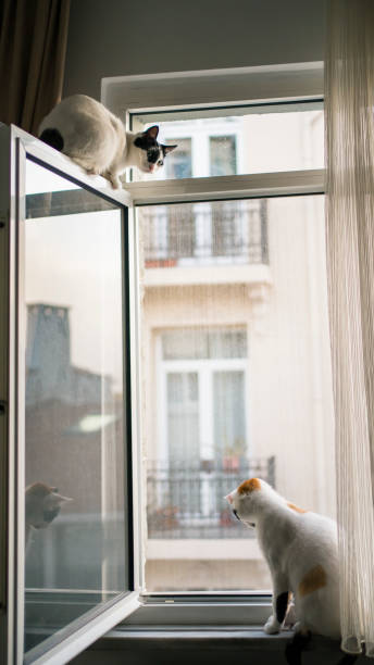 istock Domestic life cat 1211656019