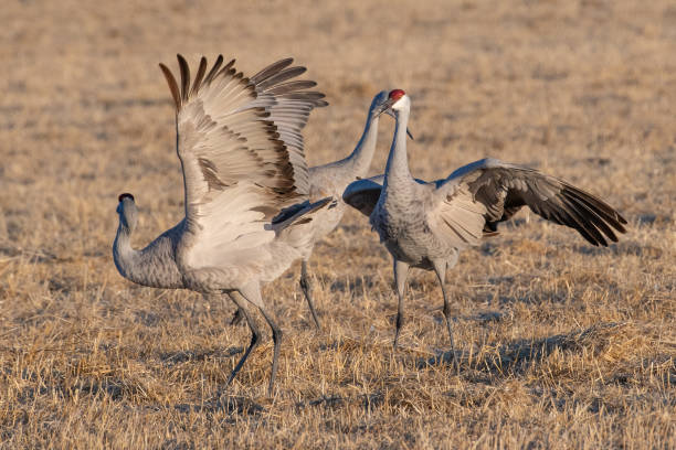 istock Migrating Sandhill Cranes in Colorado performing mating dance rituals 1211656020