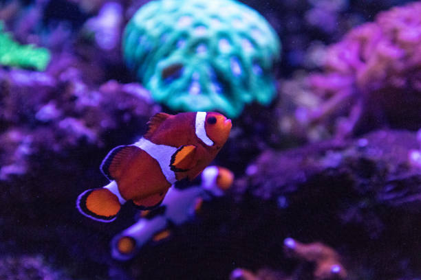 istock Clownfish or anemonefish Amphiprioninae 1211656039