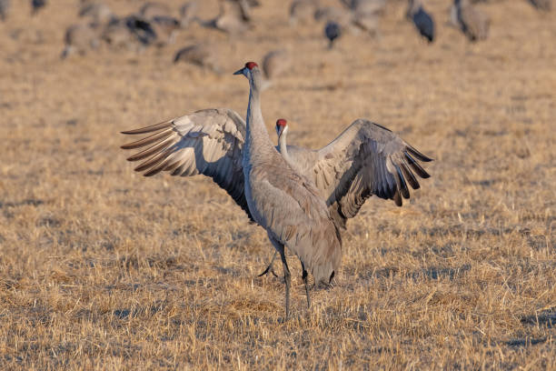 istock Migrating Sandhill Cranes in Colorado performing mating dance rituals 1211656081