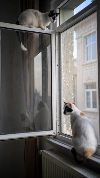 istock Domestic life cat 1211658479