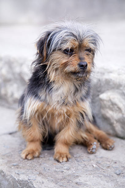 dog portrait stock photo