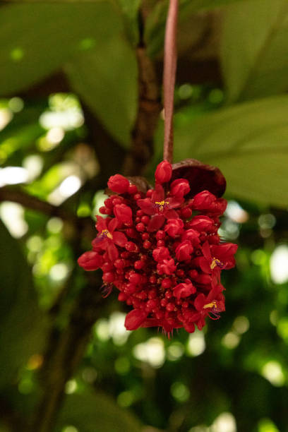 istock Red cluster of flowers on Medinilla miniata 1211659312