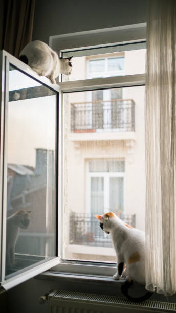 istock Domestic life cat 1211659424