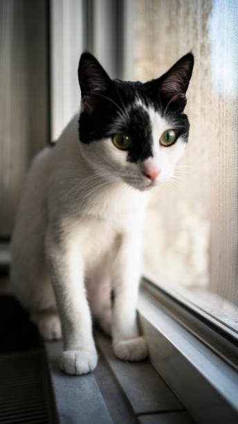 istock Domestic life cat 1211659495