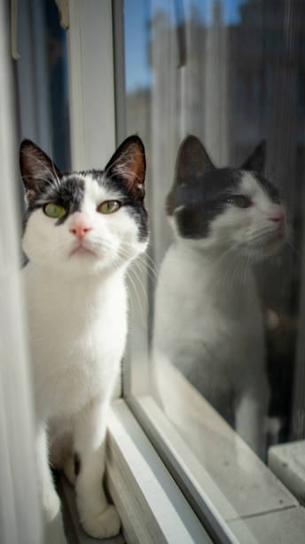 istock Domestic life cat 1211659533