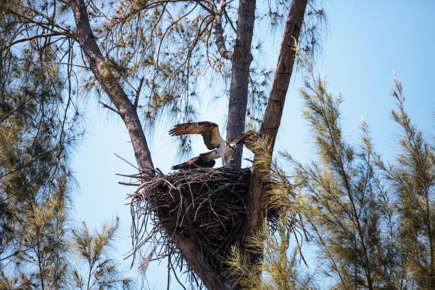 Osprey bird Pandion haliaetus builds its nest Osprey bird Pandion haliaetus builds its nest high above a marsh on Sanibel Island, Florida ding darling national wildlife refuge stock pictures, royalty-free photos & images