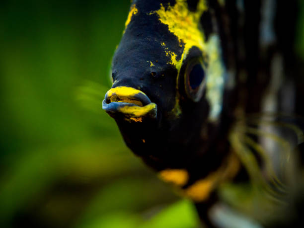 macro close up of a black and white angel fish in a fish tank with blurred background (Pterophyllum scalare) macro close up of a black and white angel fish in a fish tank with blurred background (Pterophyllum scalare) zebra cichlid stock pictures, royalty-free photos & images