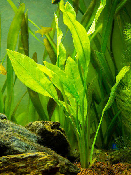 Amazon sword plant (Echinodorus amazonicus) on a fish tank Amazon sword plant (Echinodorus amazonicus) on a fish tank amano aquarium stock pictures, royalty-free photos & images