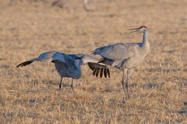 istock Migrating Sandhill Cranes in Colorado performing mating dance rituals 1211661277