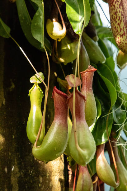 istock Carnivorous Pitcher plant Nepenthes ventricosa 1211662148
