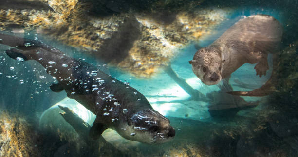 istock River Otter Lontra canadensis siblings playing 1211662177