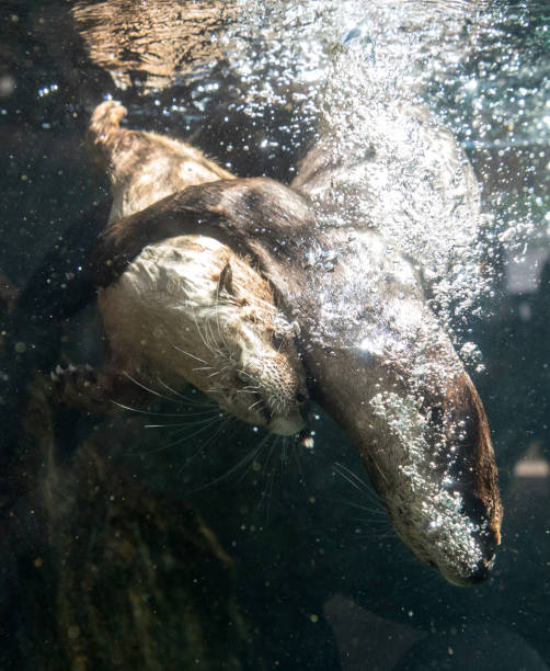 istock River Otter Lontra canadensis siblings playing 1211662202