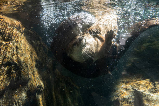 istock River Otter Lontra canadensis siblings playing 1211662219
