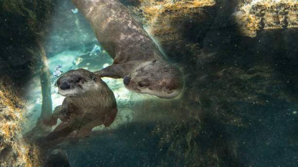 istock River Otter Lontra canadensis siblings playing 1211662220