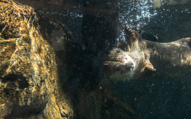 istock River Otter Lontra canadensis siblings playing 1211662246