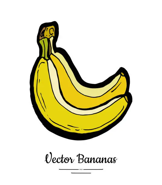 Vector illustration of Bananas vector isolated. Whole banana bunch. Yellow green sweet fruits collection hand drawn. Food vegetarian logo