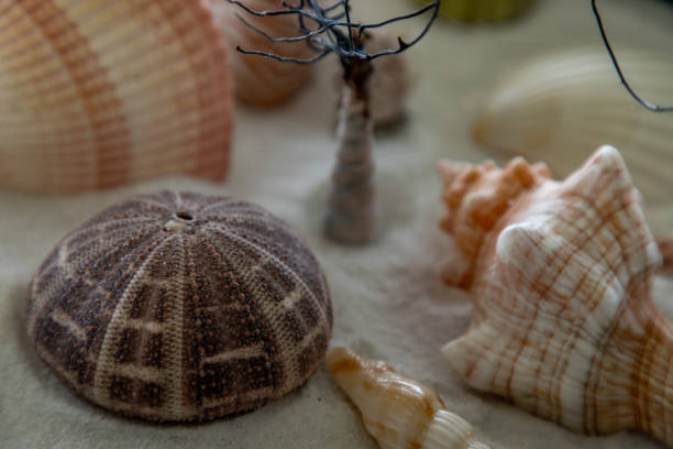 istock Close-up of seashell on sand background. 1211663783