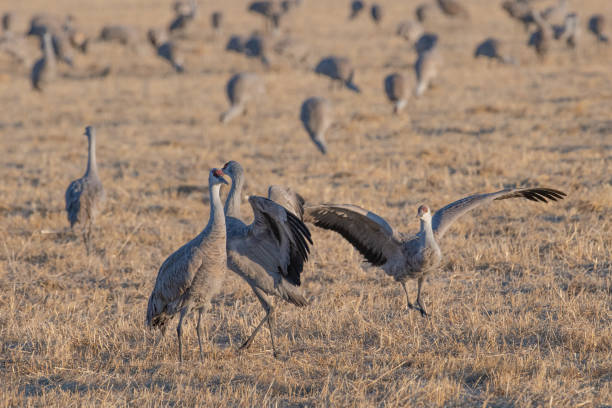 istock Mating dance of Migrating Sandhill Cranes in Colorado 1211663803