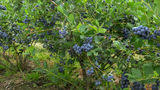 istock blueberry bushes with ripe fruit in the pacific northwest 1211663971