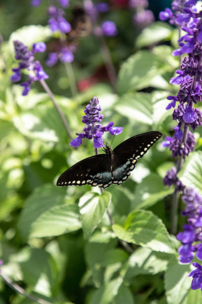 istock Spicebush swallowtail Papillio troilus butterfly 1211664848
