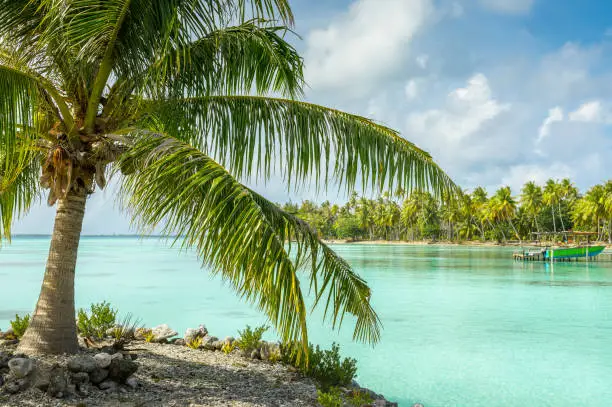 Photo of the tropical island of fakarava in french polynesia. Crystal clear water, blue lagoons, palm trees and fluffy white clouds are the usual scenery of a relaxing day in the atolls. The shot can be used to depict tranquility. A nice palm tree is visible in the foreground.