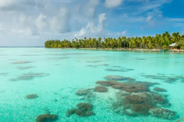 Photo of the tropical island of fakarava in french polynesia. Crystal clear water with coral in the foreground, blue lagoons, palm trees and fluffy white clouds in the background. Dreamlike scenery