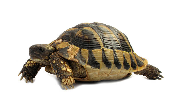 istock Turtle Testudo hermanni tortoise 121166682