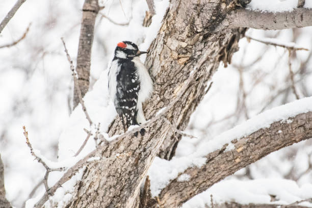 In snow covered tree is a Downy Woodpecker