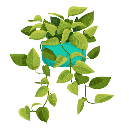 An illustration of a Pothos plant, with vintage-style texture.