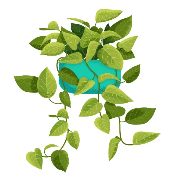 Vector illustration of Pothos Houseplant