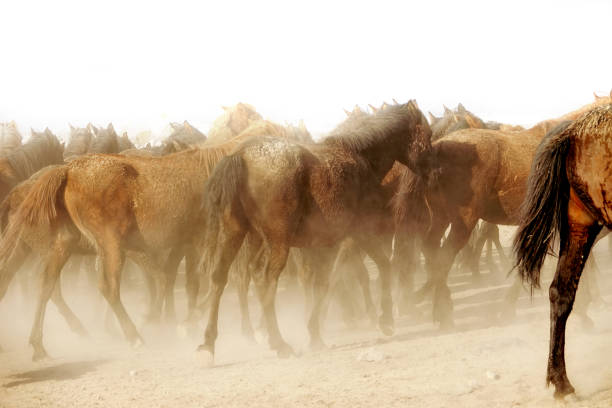 istock herd of wild horses in nature 1211670554