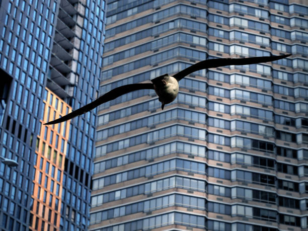 Forced perspective makes large pigeon sculpture on High Line look life sized in front of office buildings