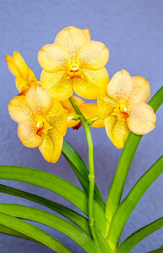 Close up of Vanda Orchid plant