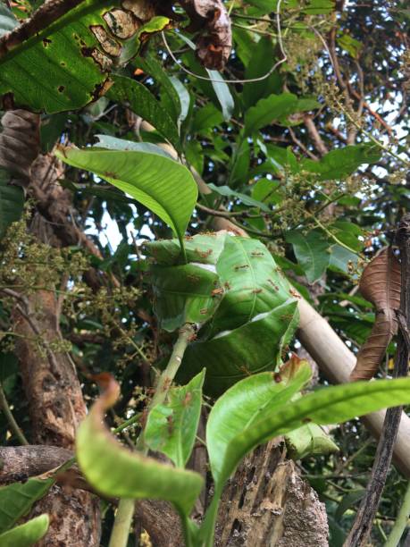 istock Red ant's nest on the tree 1211673156