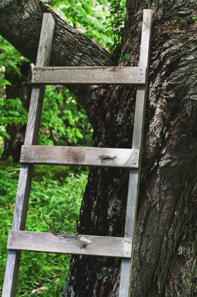 Ladder Against Tree 27,200+ Tree Ladder Stock Photos, Pictures & Royalty-Free Images - iStock