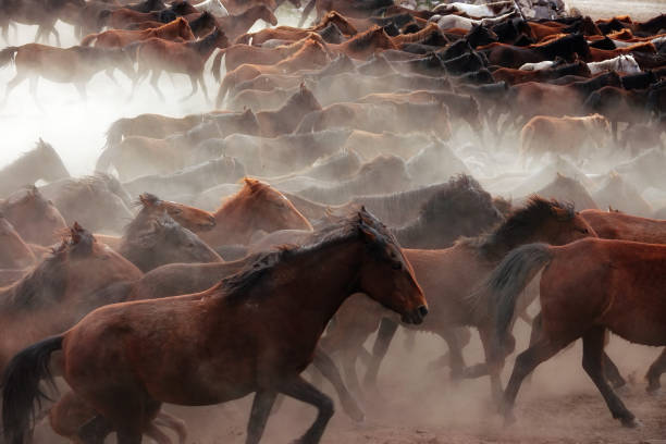 istock herd of horses in dusty landscape 1211675319