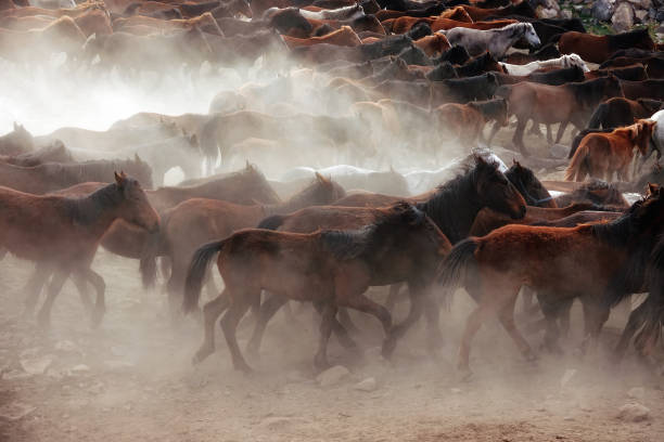 istock herd of horses in dusty landscape 1211675356