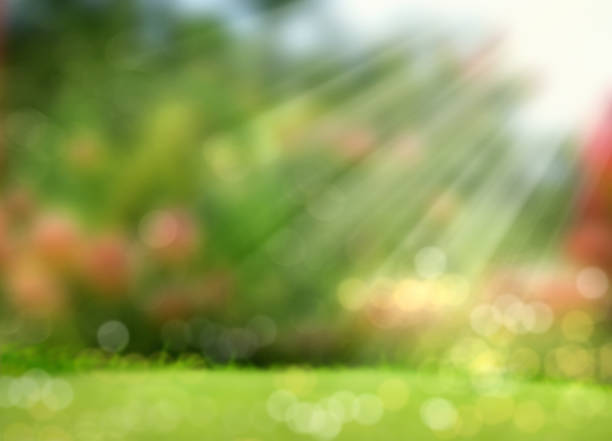 background image of blurry green garden landscape with sunbeam